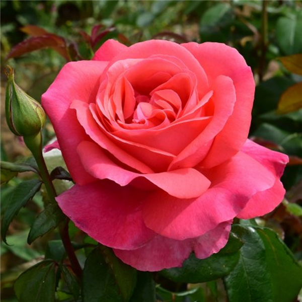 Special Anniversary Hybrid Tea Garden Roses Pococks Roses The Cornish Rose Company 